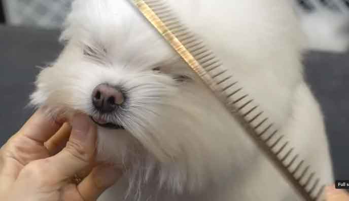 Unidad Móvil Veterinaria Cartagena