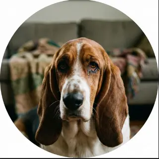 Logo Fundación La Manada