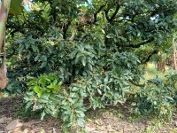 Hacienda La Bonita Paradise - Arbol Frondoso Finca Cafetera