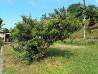 Hacienda La Bonita Paradise - Arbol Inclinado Jardin