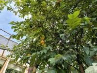 Hacienda La Bonita Paradise - Arbol Lulo Invernadero