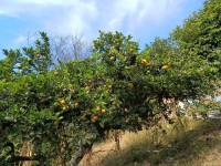 Hacienda La Bonita Paradise - Arbol Naranjo Cargado Fruta