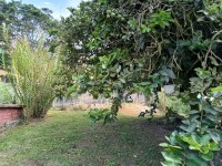 Hacienda La Bonita Paradise - Arbol Naranjo Maceta Sabila