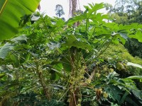 Hacienda La Bonita Paradise - Arbol Papaya Florecido Selva
