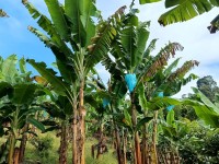 Hacienda La Bonita Paradise - Bananos Bolsas Azules Platanal