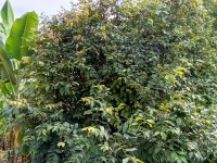 Hacienda La Bonita Paradise - Follaje Banana Verde