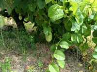 Hacienda La Bonita Paradise - Fruta Curuba Enredadera Verde