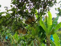 Hacienda La Bonita Paradise - Frutos Totumo Arbol Bananos