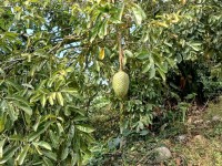 Hacienda La Bonita Paradise - Guanabana Fruta Colgando