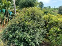 Hacienda La Bonita Paradise - Huerto Denso Bananos