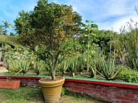 Hacienda La Bonita Paradise - Maceta Naranjo Sabila