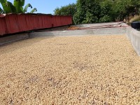 Hacienda La Bonita Paradise - Patio Secado Cafe Dorado