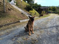 Hacienda La Bonita Paradise - Perro Pastor Aleman Camino