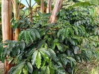 Hacienda La Bonita Paradise - Planta Cafe Cherries Verdes