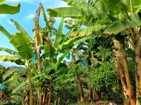 Hacienda La Bonita Paradise - Plantacion Bananos Bolsas Azules