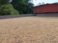 Hacienda La Bonita Paradise - Secado Cafe Al Sol