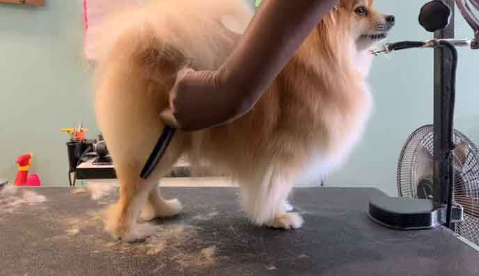 Mascota después de una sesión de peluquería canina
